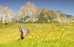 activite-pedagogique-science-faune-flore